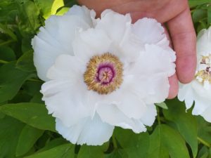 Die Strauchpfingsrose: Paeonia suffruticosa