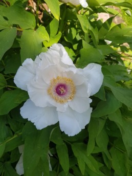 Die Strauchpfingsrose: Paeonia suffruticosa