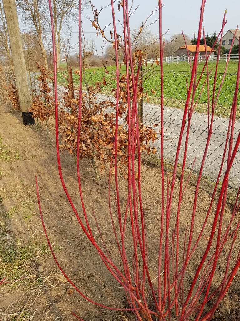 Wild-Hecke 500, Gehölze für Hecken